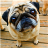 icon Playful Pugs Live Wallpaper 3.6.0.0