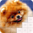 icon Puzzle und Erraten Sie die Rasse der Hunde 2.0.7