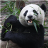 icon Adorable Pandas Live Wallpaper 3.6.0.0