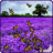 icon Lavendar Butterfly LWP 1.0.2