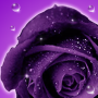 icon Roses Wallpaper