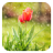 icon Flowers Live Wallpaper 1.21