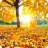 icon Maple Leaf Live Wallpaper 1.0.2