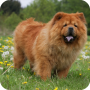 icon Chow Chow Pack 3 Wallpaper