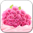 icon Pink Rose Live Wallpaper 9.0