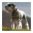 icon Miniature schnauzer Wallpapers 5.2