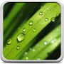 icon Dew Drops Live Wallpaper