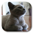 icon British Shorthair 1.5