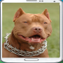 icon Pitbull wallpapers