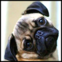 icon Pug Puppies Wallpaper