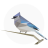 icon BirdNET 1.86