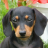 icon dachshund wallpaper 6.00