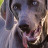 icon weimaraner wallpaper 6.00