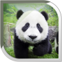 icon Panda Live Wallpaper