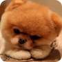 icon Puppy Wallpaper