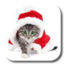 icon Christmas Cat