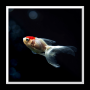 icon Aquarium Live Wallpaper cho swipe Elite Max
