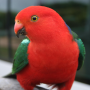 icon Talking Parrot Free LWP cho Xtouch Unix Pro