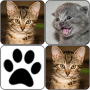 icon Cats Memory Game cho Meizu MX6