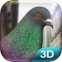 icon Pigeon Simulator