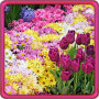 icon Garden Flowers Live Wallpaper