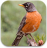 icon North American Birds Sounds 4.1