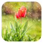 icon Flowers Live Wallpaper