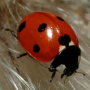 icon Ladybug - Live Wallpaper cho oppo A3