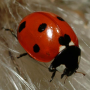 icon Ladybug - Live Wallpaper cho intex Aqua Strong 5.2