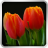 icon Tulips Wallpaper 1.0