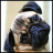 icon Pug Puppies Wallpaper 1.1