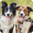 icon com.kavrakids.Cats_Dogs_Photo_Jigsaw_Puzzle 2021.96