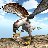 icon American Falcon Wild Sim 2016 2.2