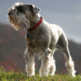 icon Miniature schnauzer Wallpapers