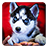 icon Husky Live Wallpaper 2.5