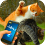 icon Tease Cats