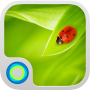 icon Miss Ladybug