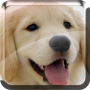 icon Puppies Live Wallpaper