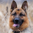 icon German Shepherds Wallpapers 1.0