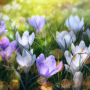 icon Spring Landscapes Live Wallpaper
