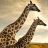 icon giraffe wallpapers 10.02