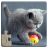 icon Cat Puzzles 35.0