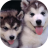 icon Puppies dogs live wallpaper 5.5