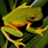 icon Frog Jigsaw Puzzles 2.14.00