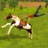 icon Horse Simulator 1.0