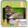 icon Face Scanner: Cats