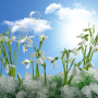 icon Snowdrops Live Wallpaper HD