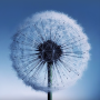 icon Dandelion Live Wallpaper cho Samsung Galaxy A