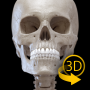 icon Skeleton 3D Anatomy
