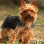 icon Yorkshire Terriers Jigsaw Puzzle